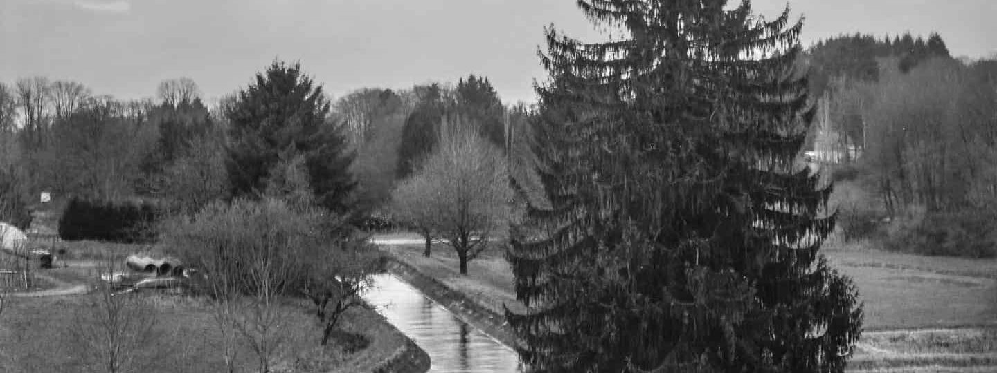 Paysage rural avec rivière et arbre imposant.