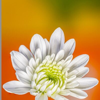 focus stacking lightroom résultat final