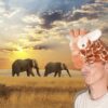 Personne avec bonnet girafe devant éléphants au coucher.