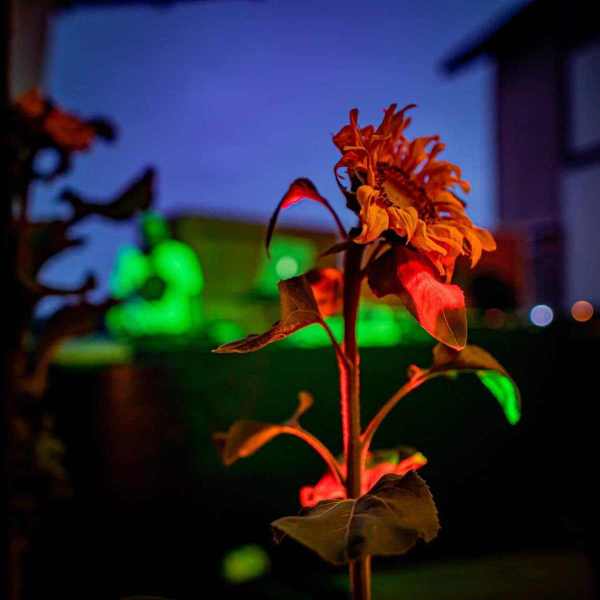 Tournesol-2021