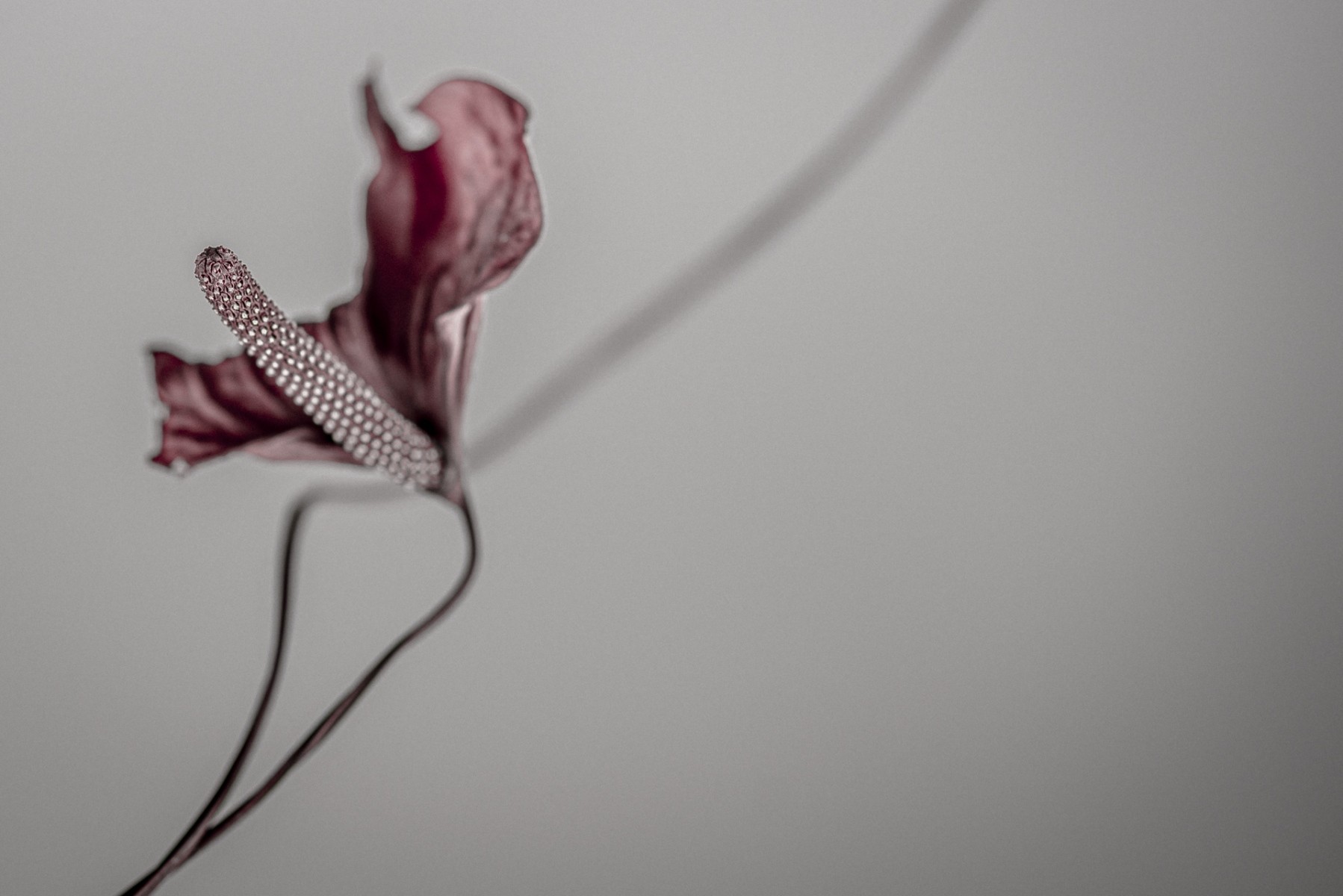Variations Florales