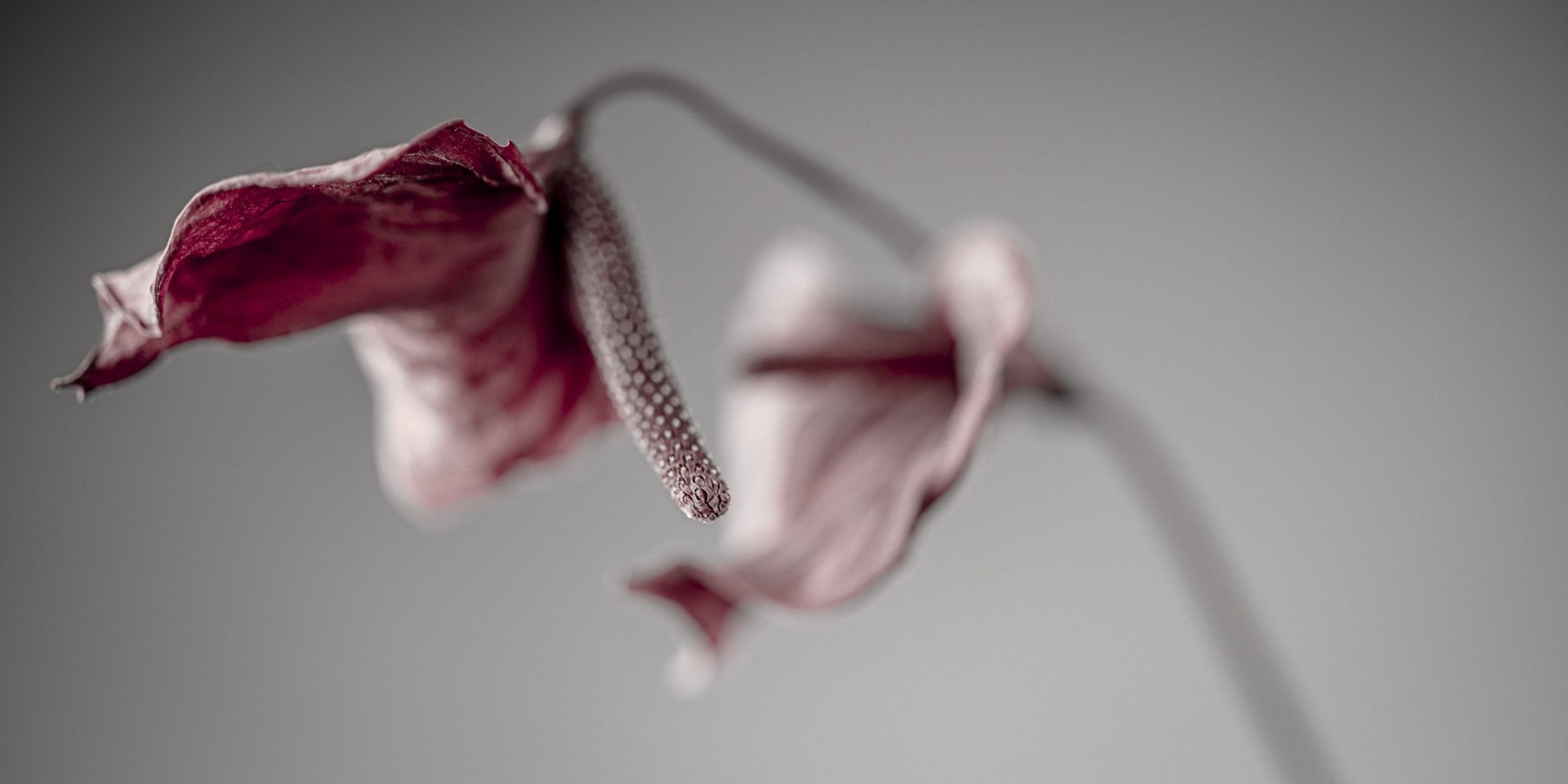 Variations Florales