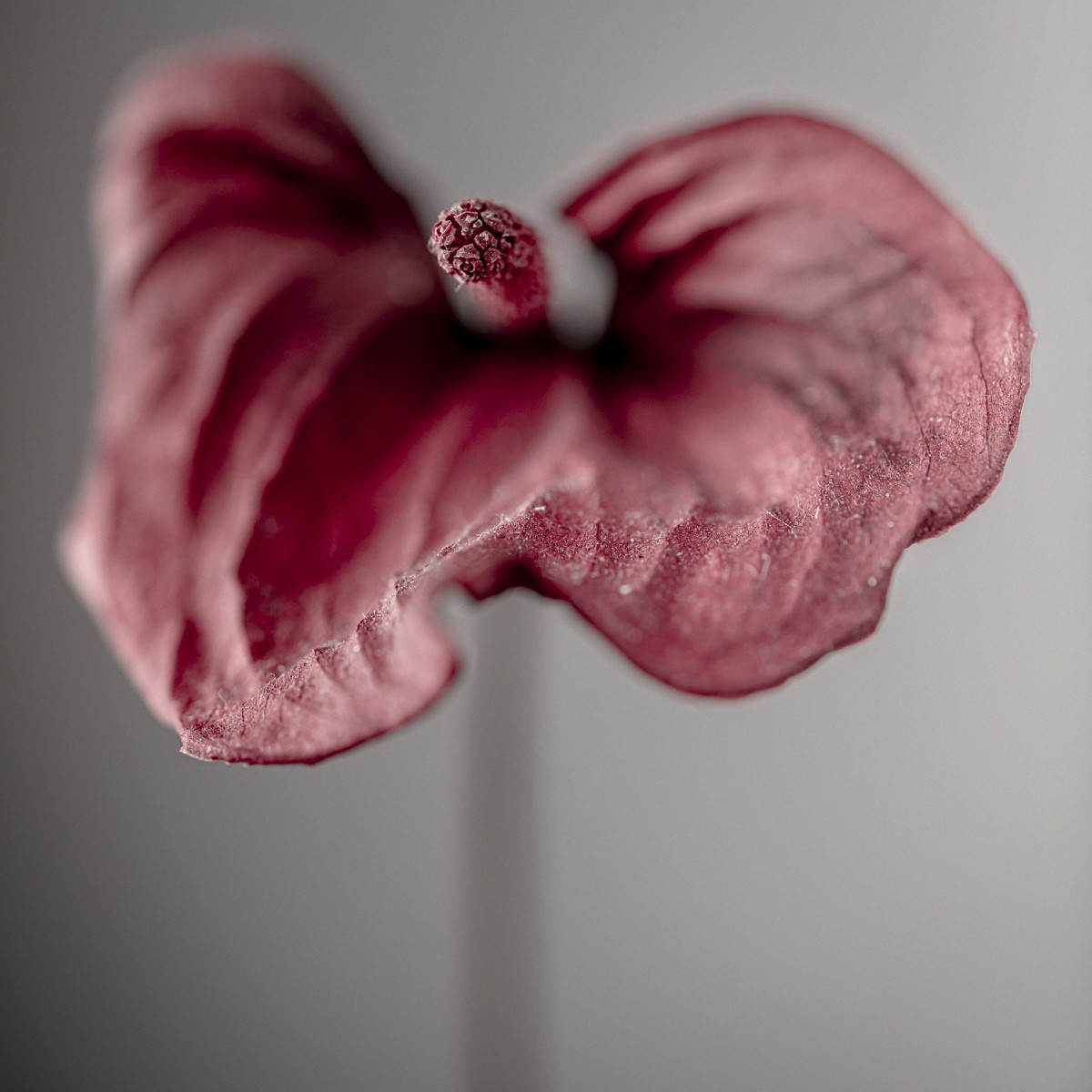 Variations Florales