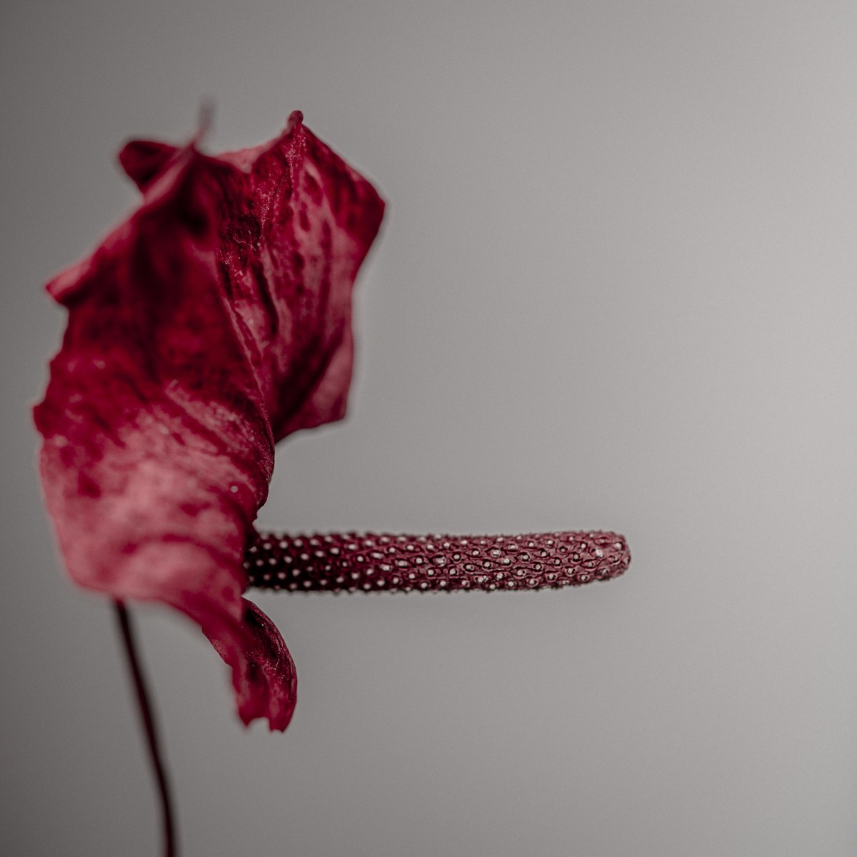 Variations Florales
