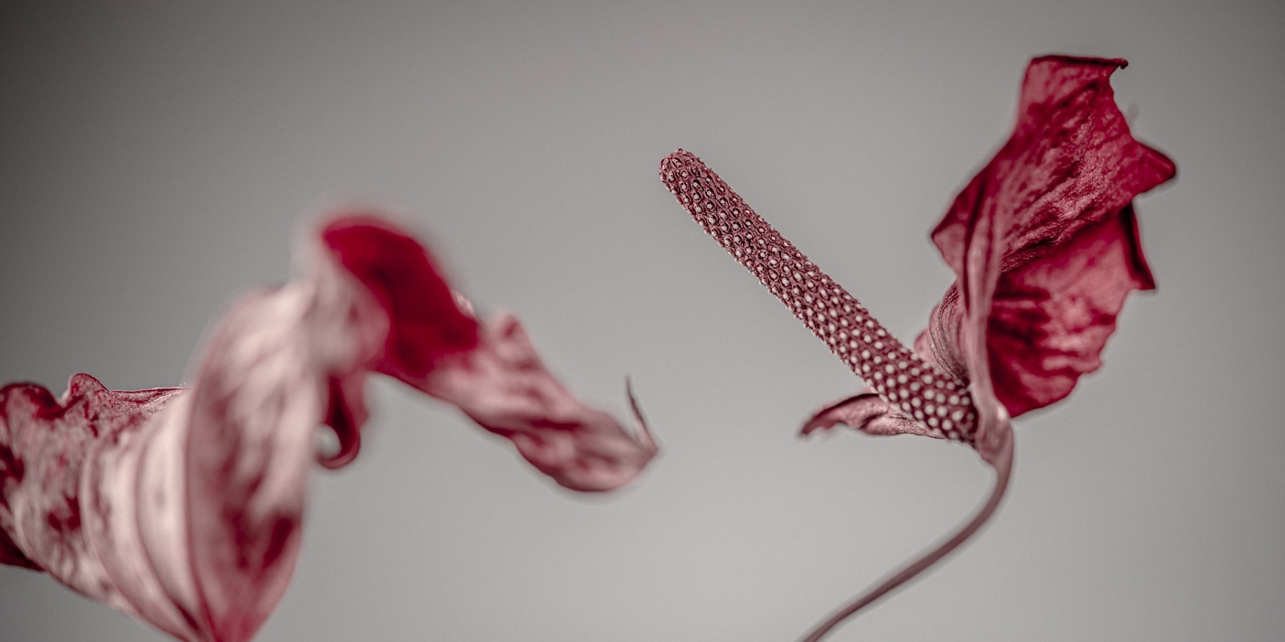Variations Florales
