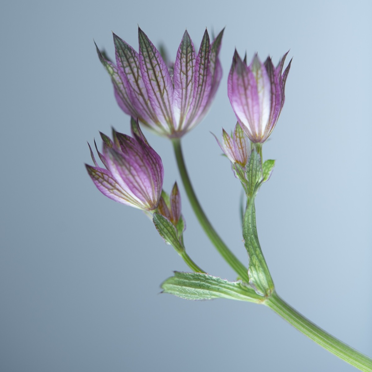 Variations Florales