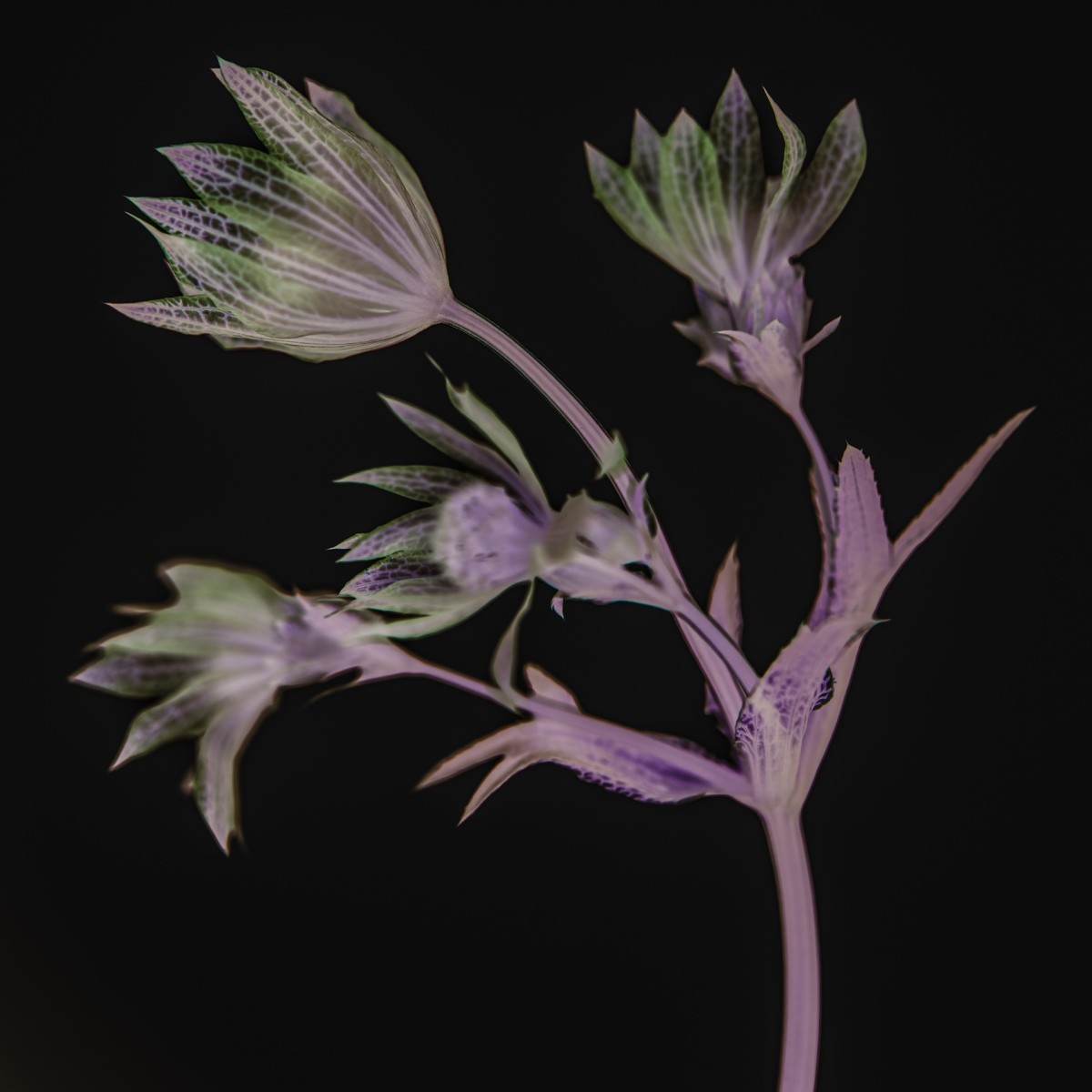 Variations Florales