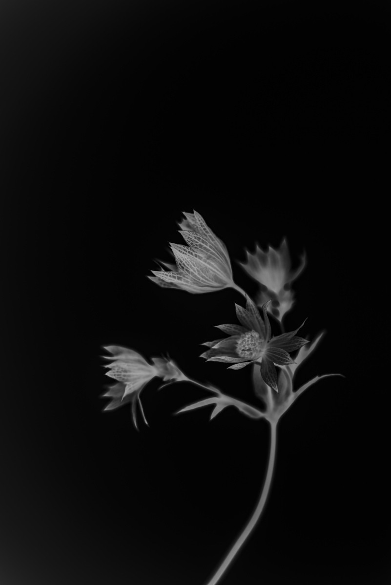 Variations Florales