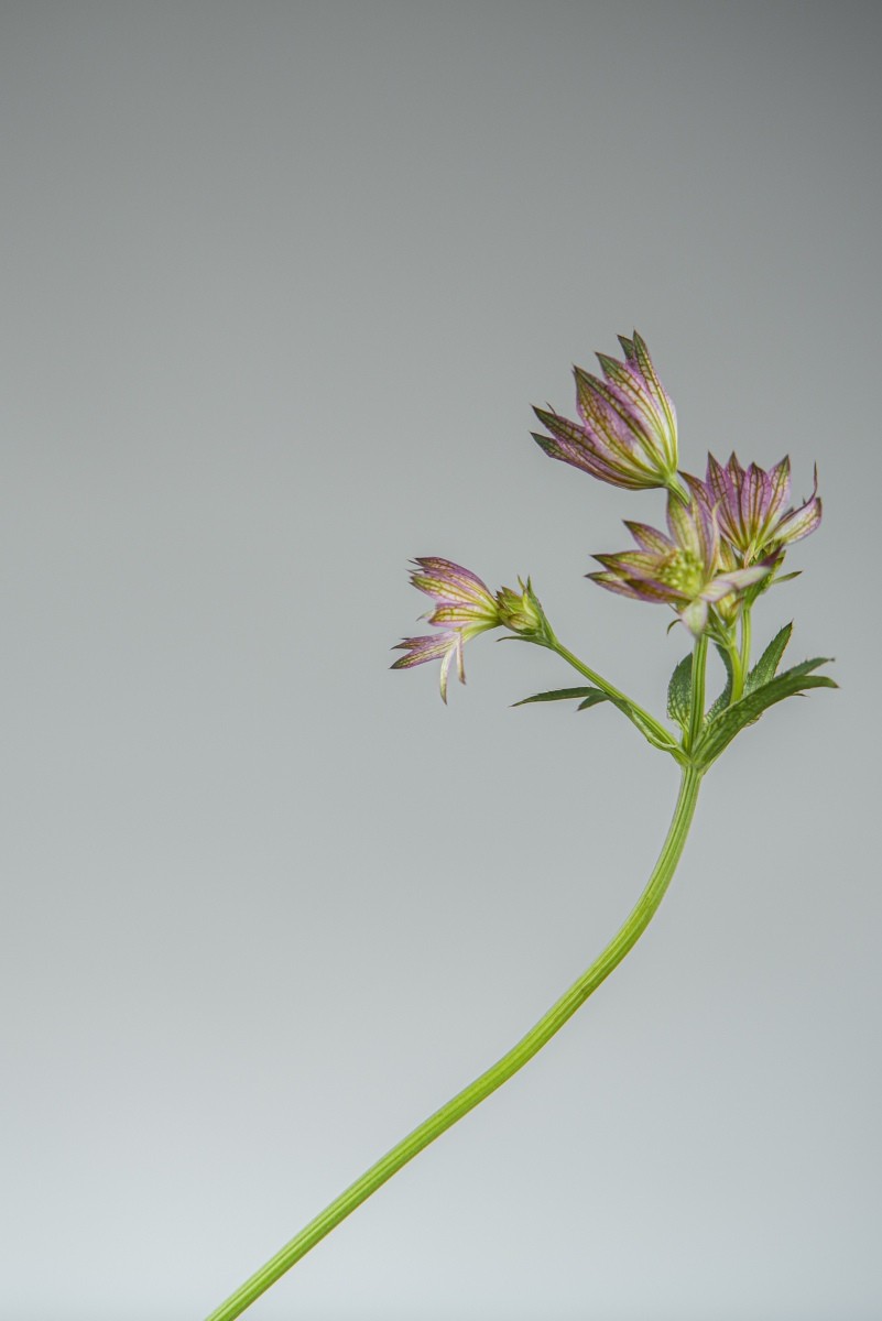 Variations Florales