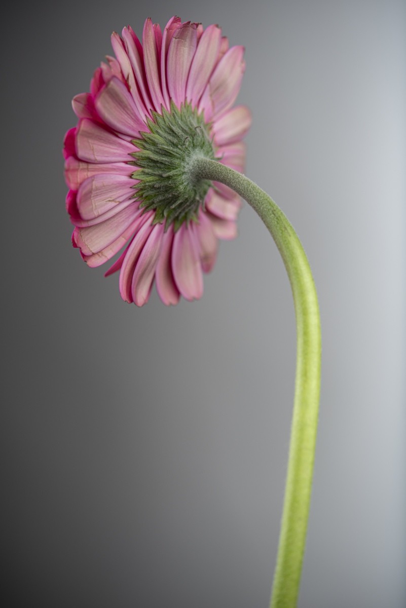 Variations Florales