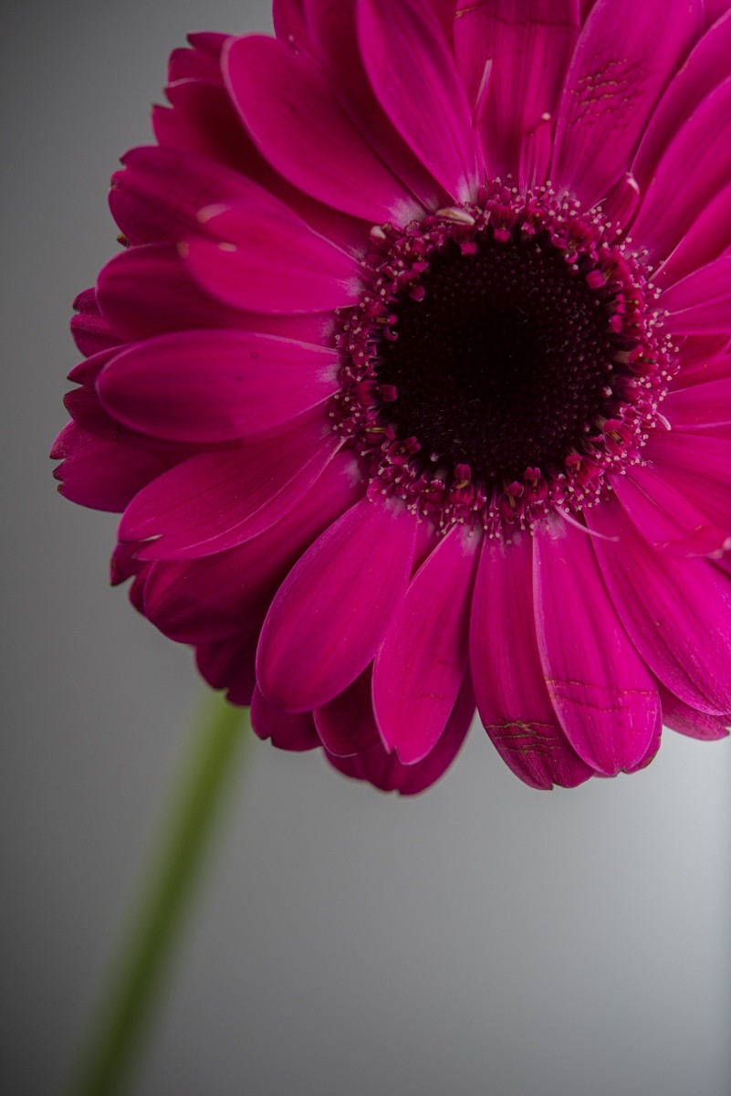 Variations Florales