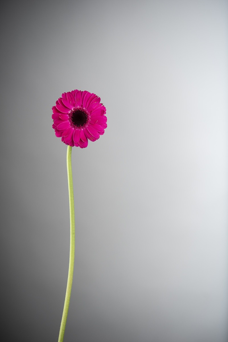 Variations Florales