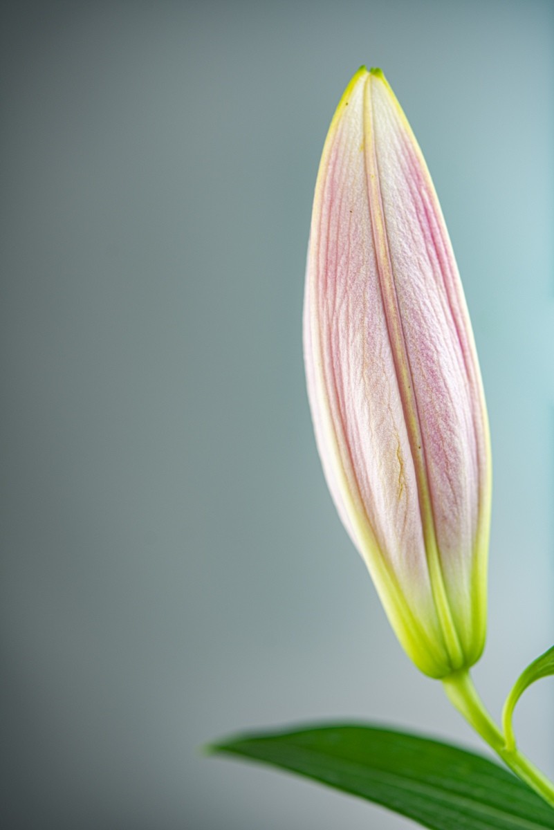 Variations Florales