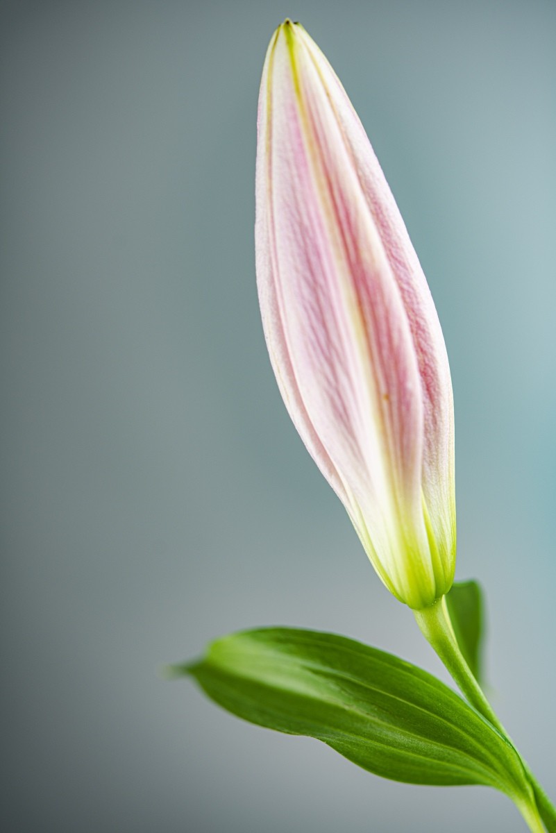 Variations Florales