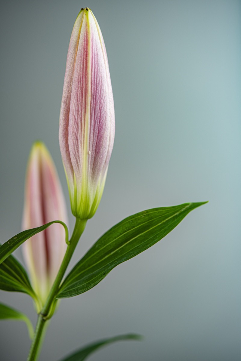 Variations Florales