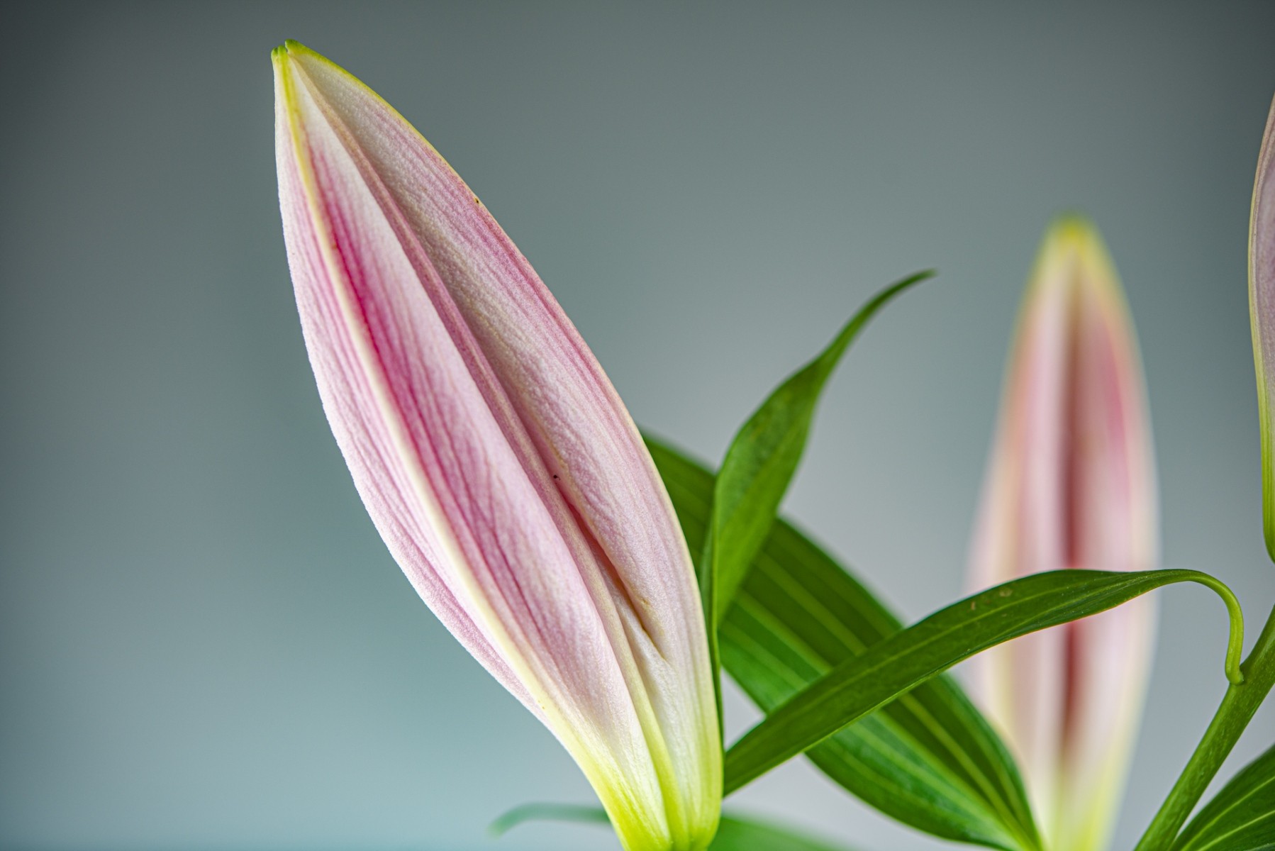 Variations Florales