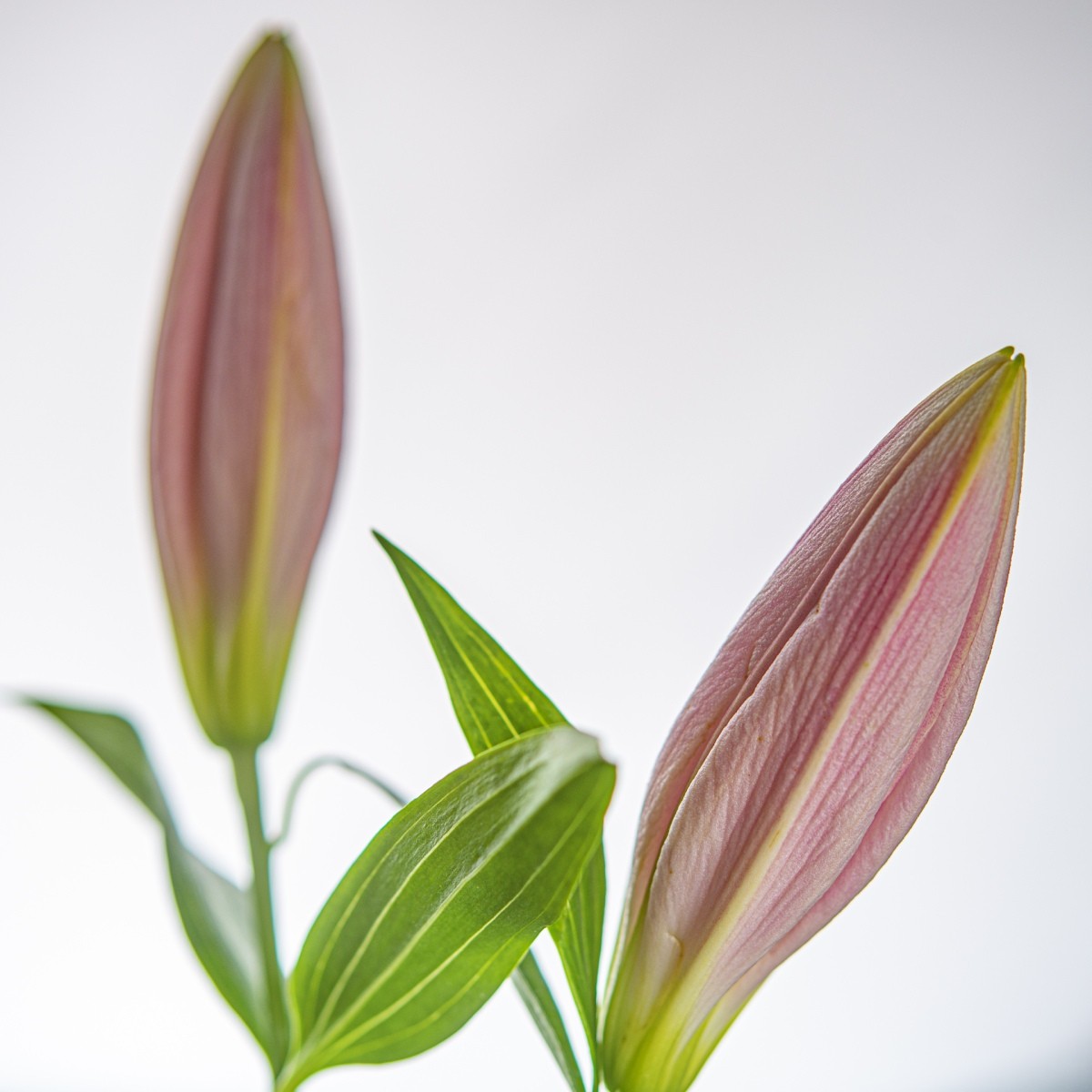 Variations Florales
