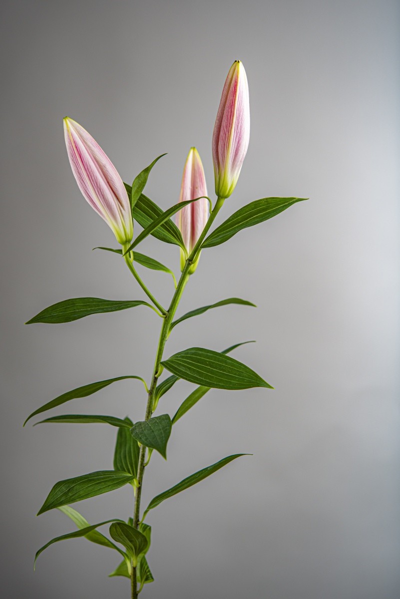 Variations Florales
