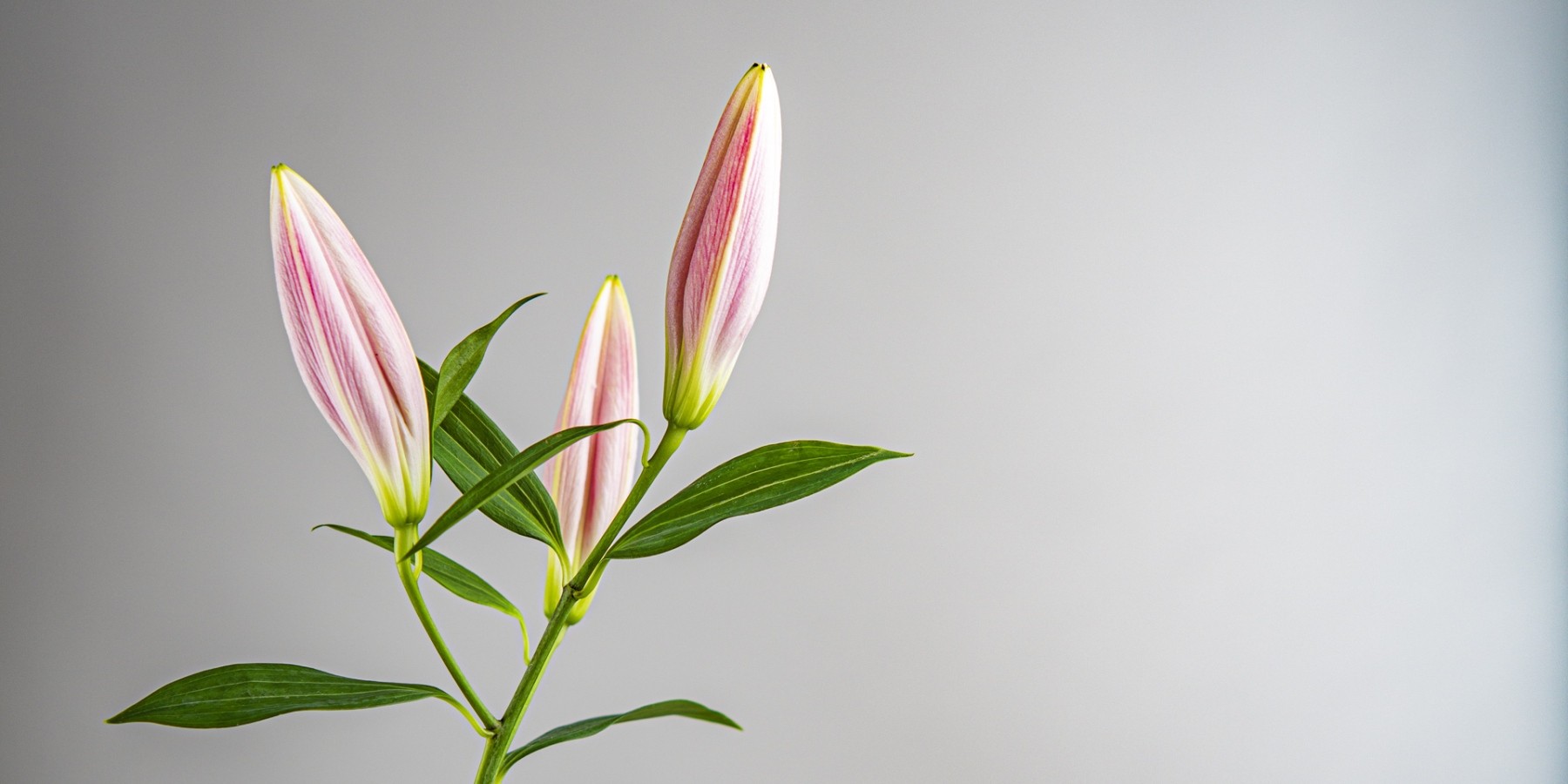 Variations Florales