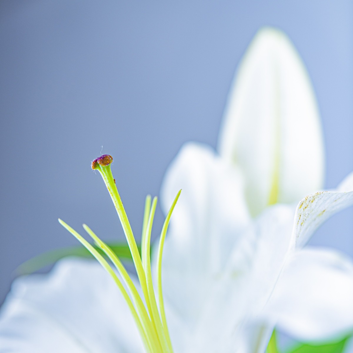 Variations Florales