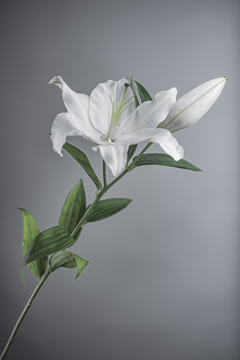 Variations Florales