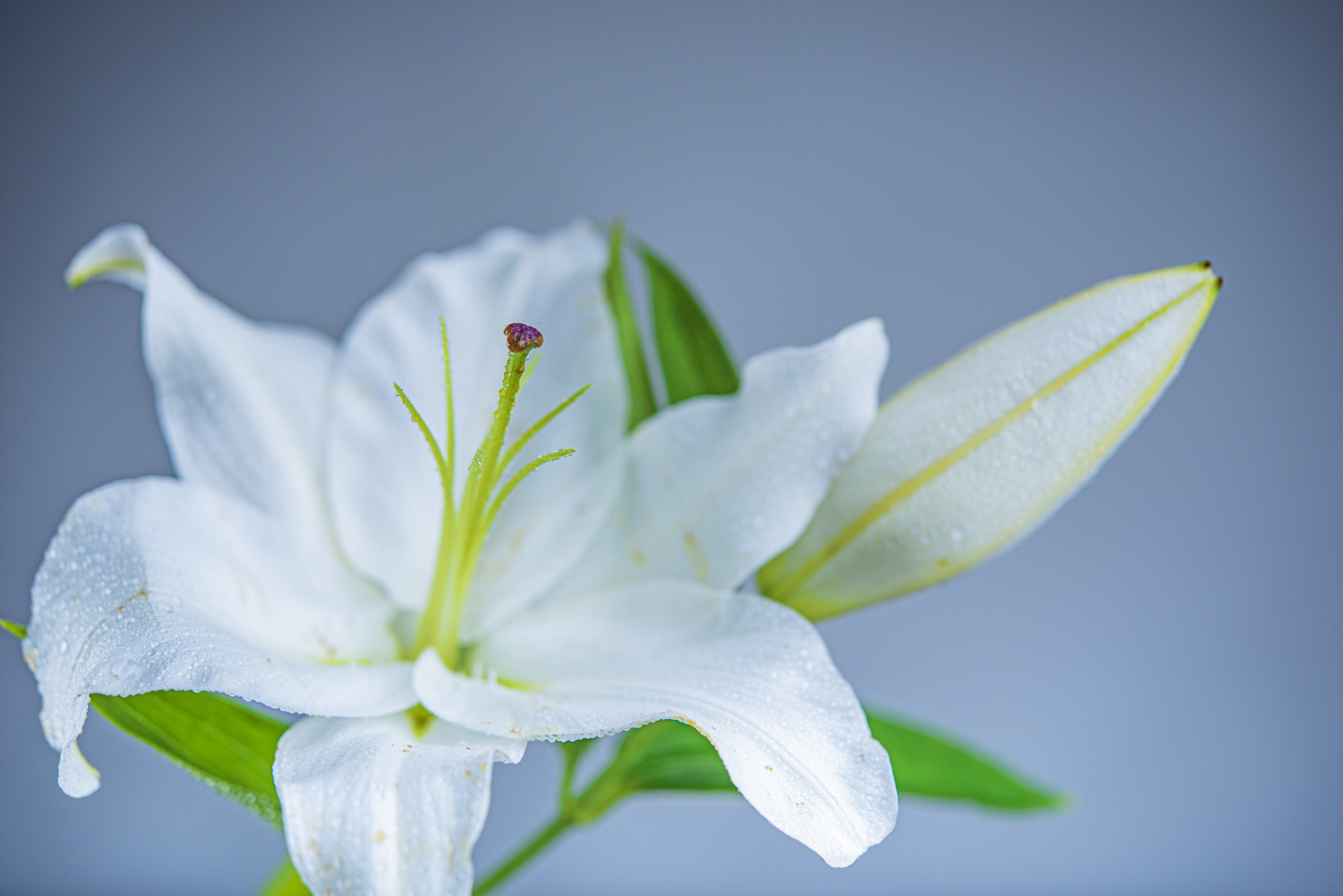 Variations Florales