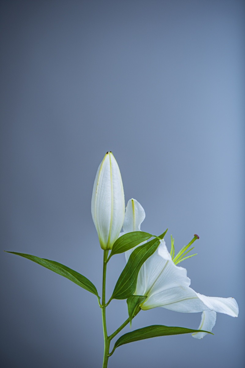 Variations Florales