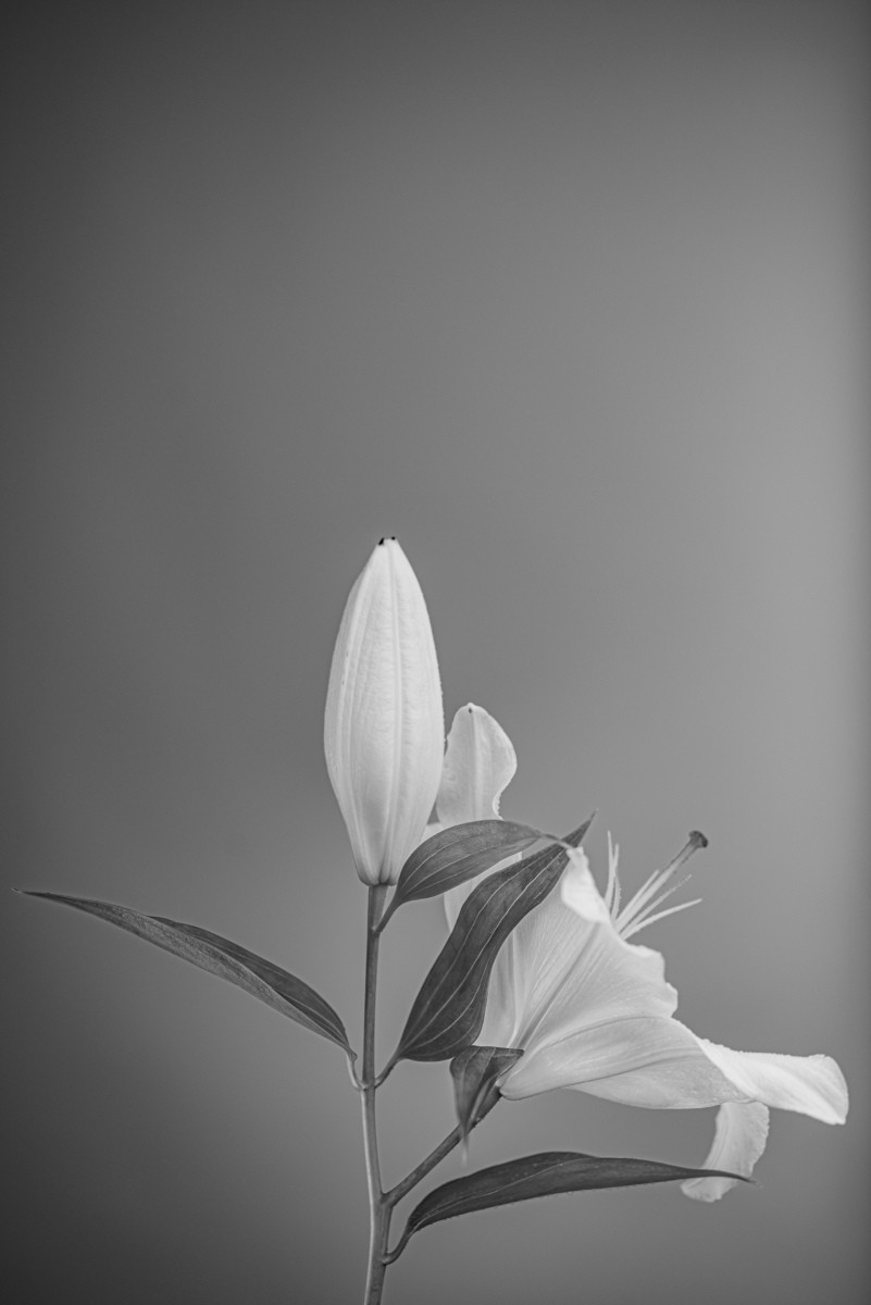 Variations Florales