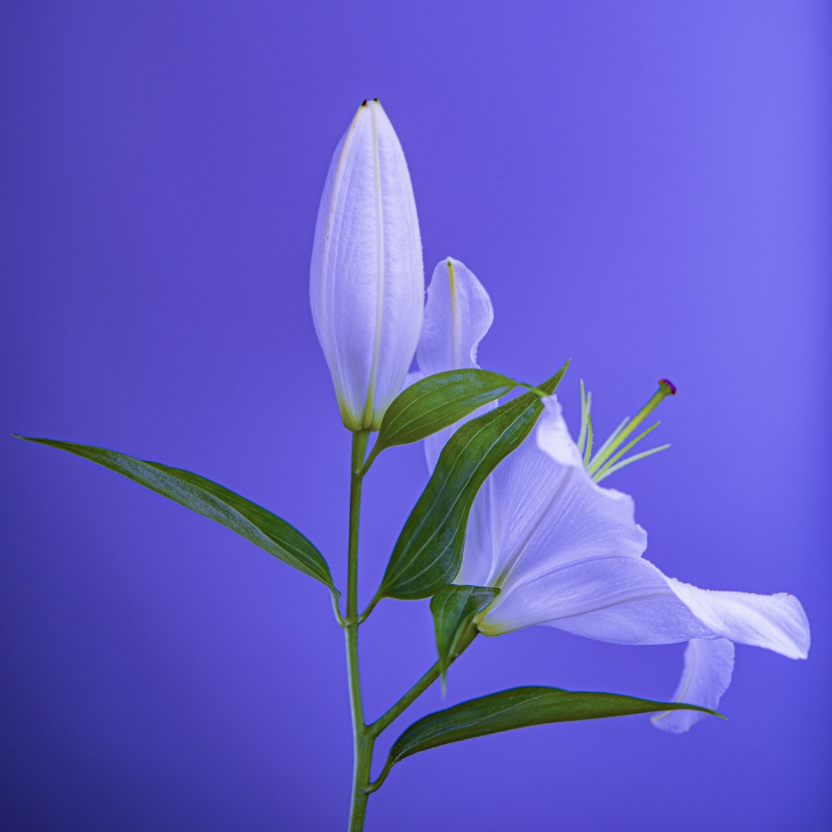 Variations Florales
