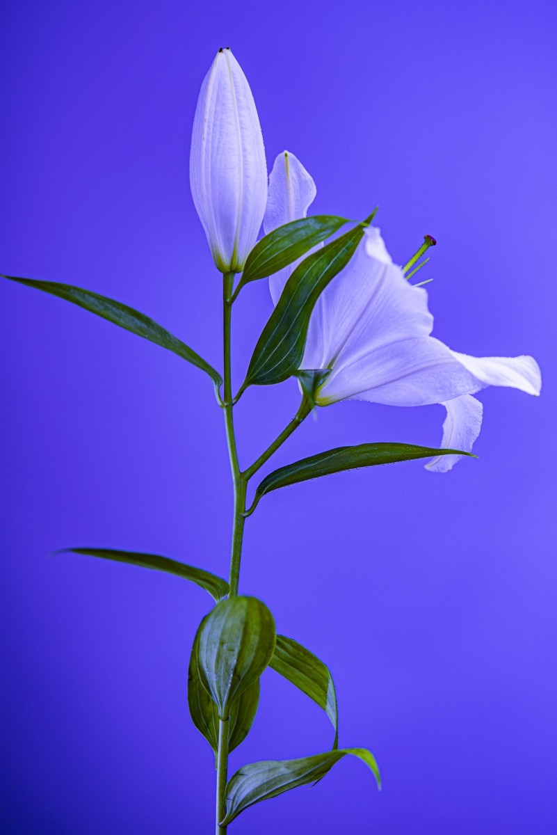 Variations Florales