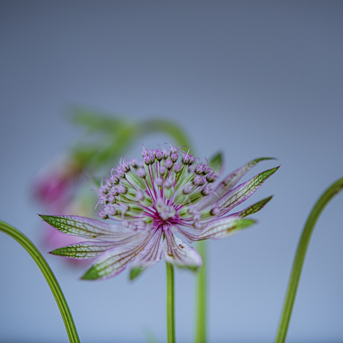 Variations Florales