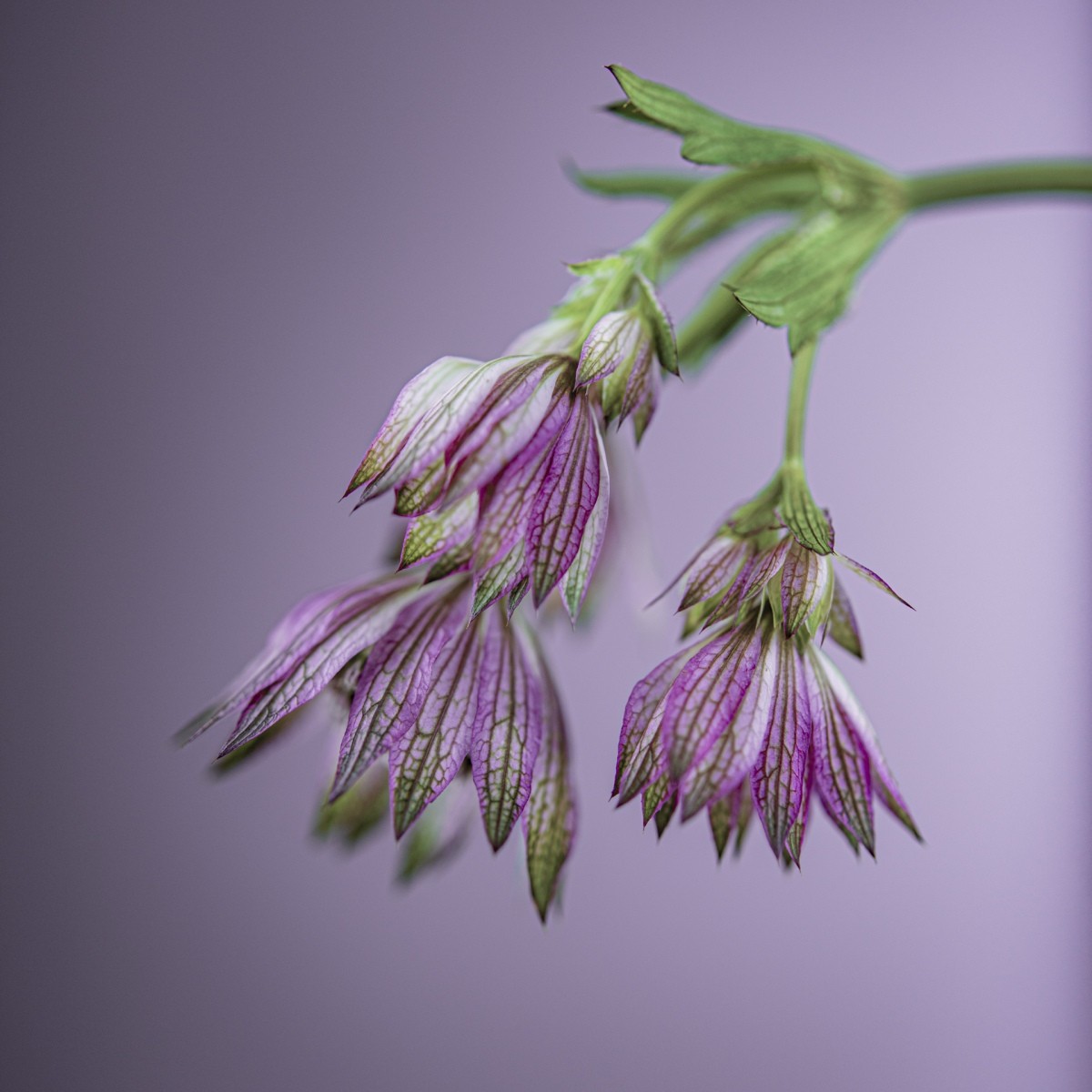 Variations Florales