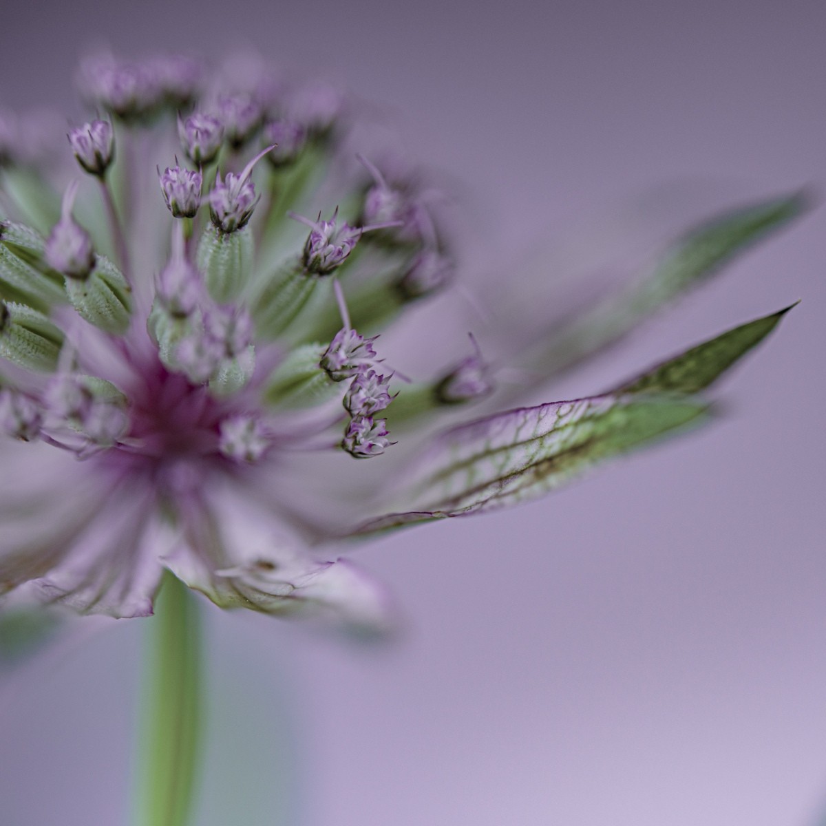 Variations Florales