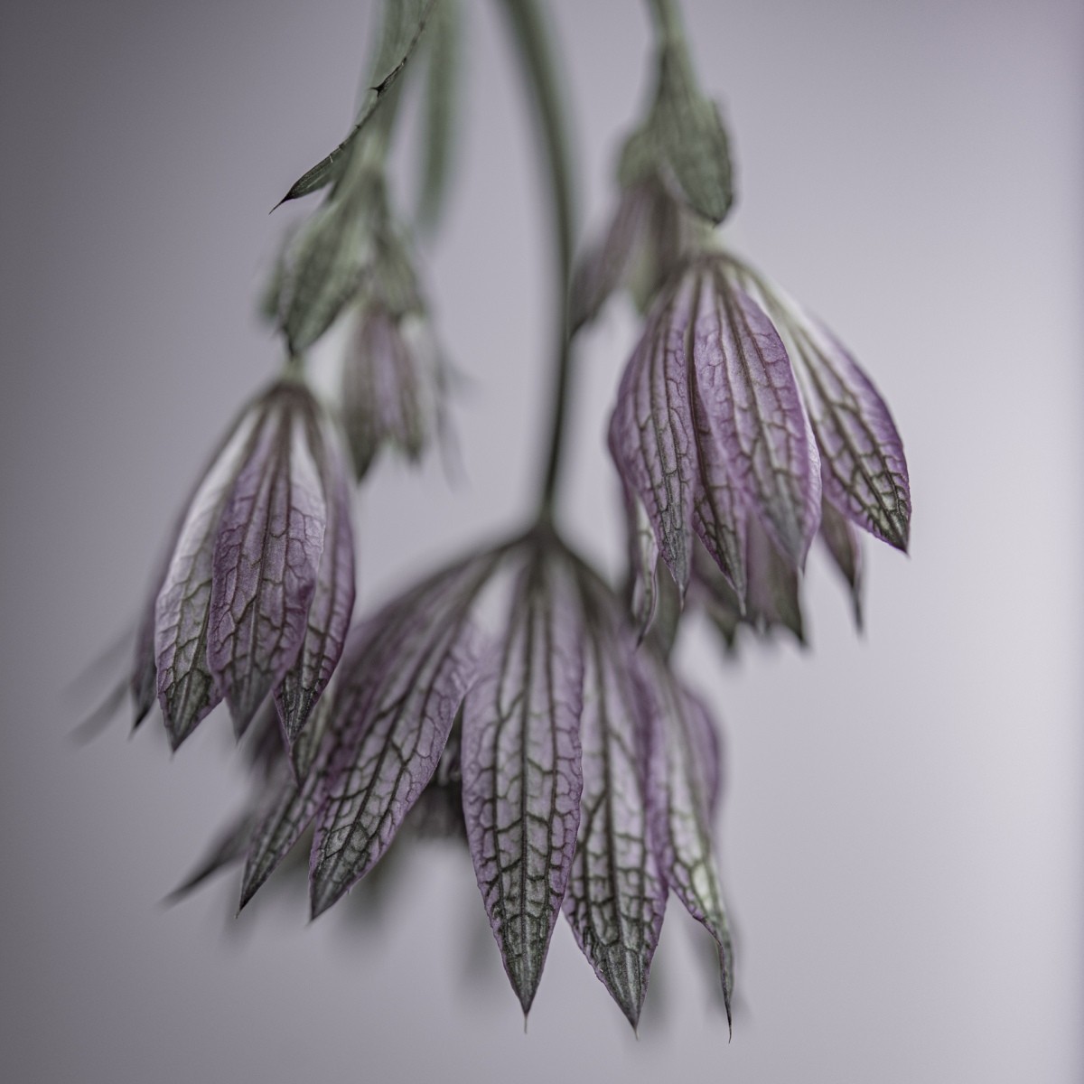 Variations Florales