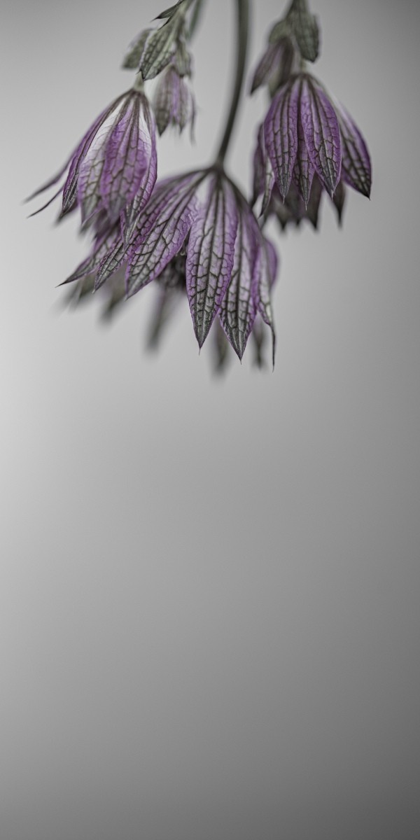 Variations Florales