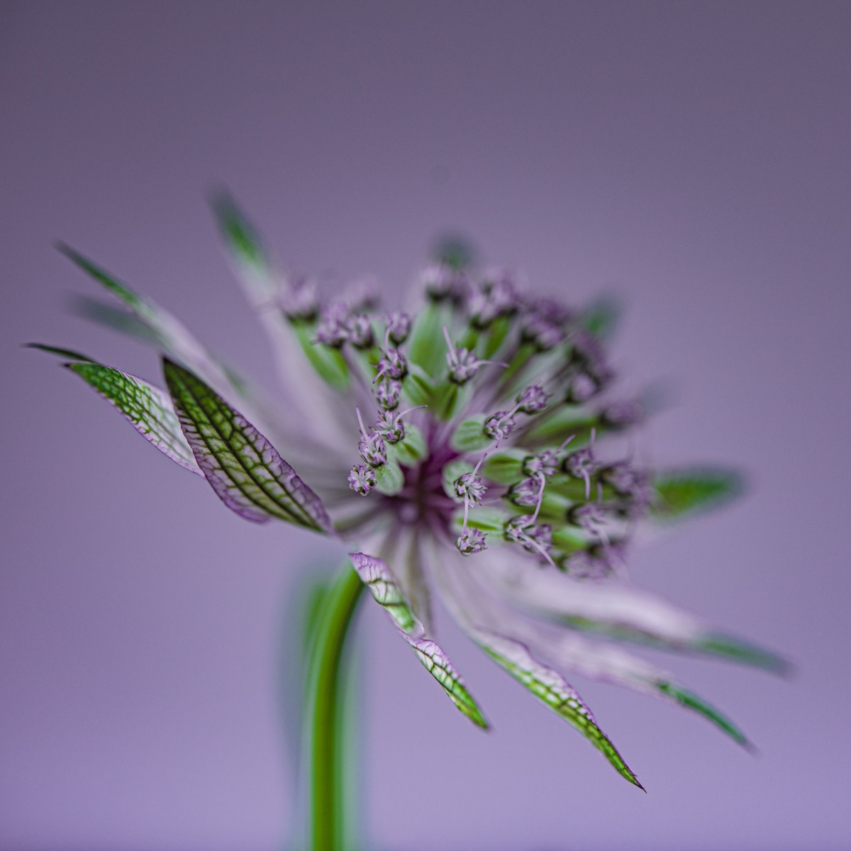 Variations Florales