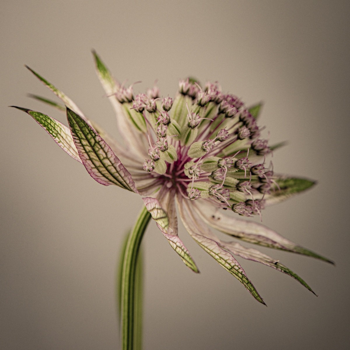 Variations Florales