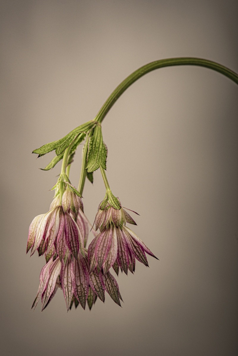 Variations Florales