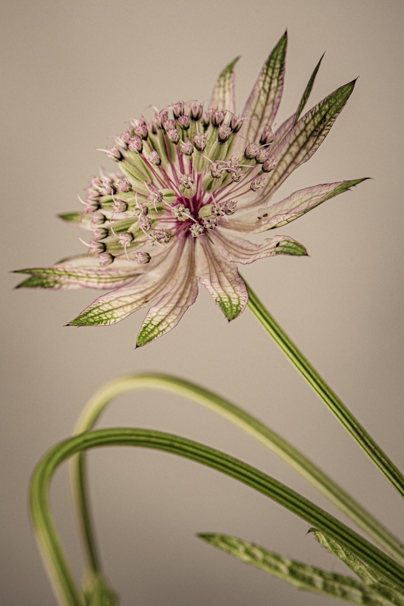 Variations Florales