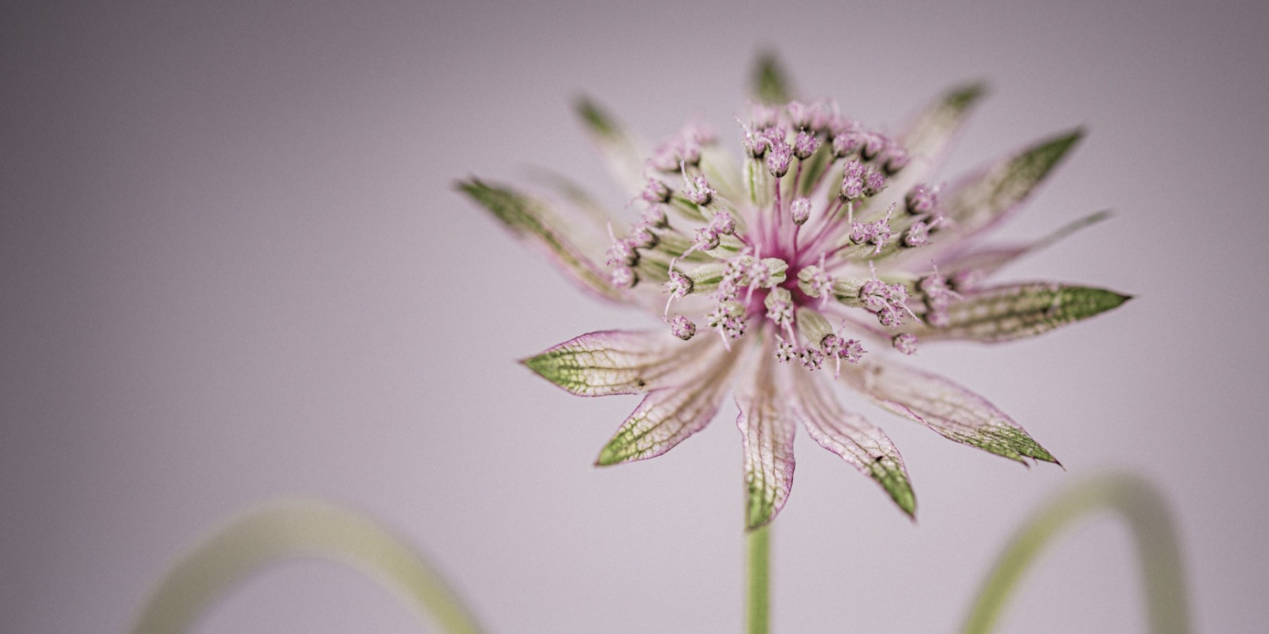 Variations Florales