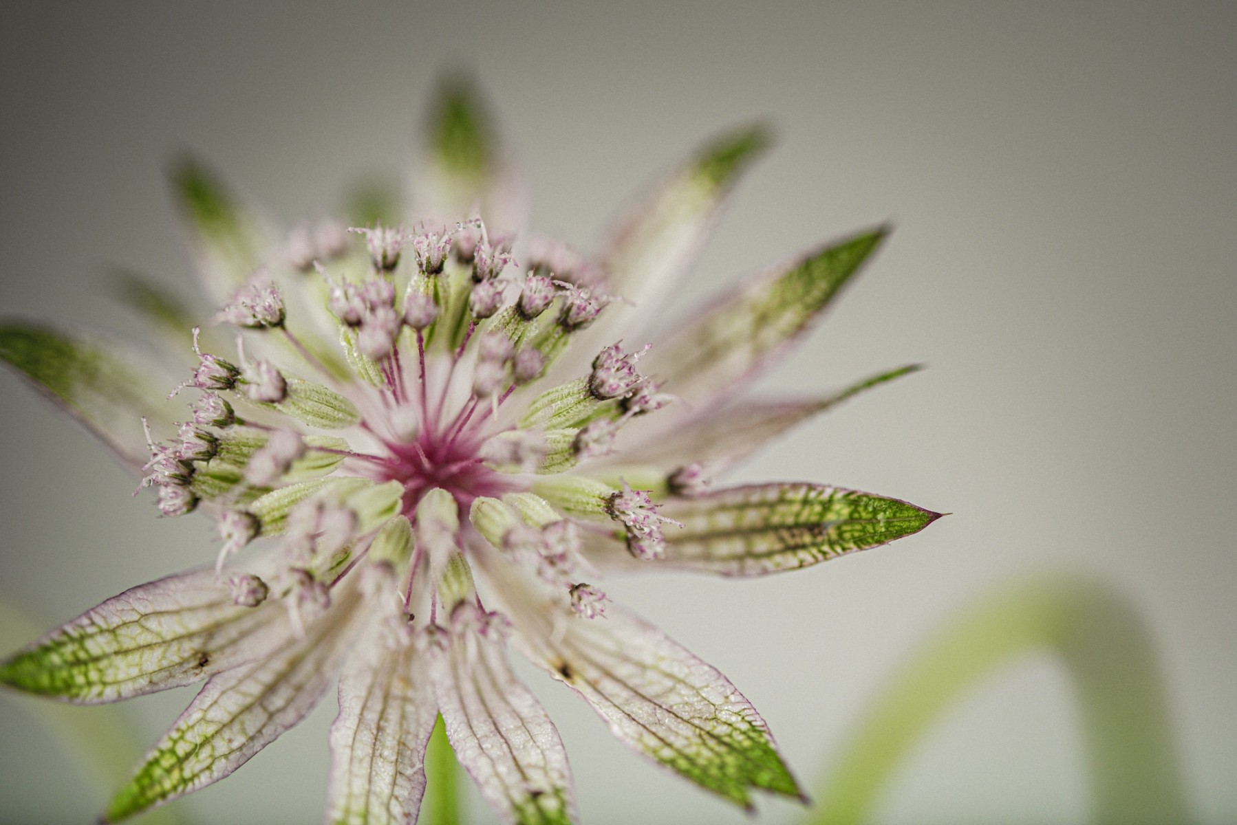 Variations Florales