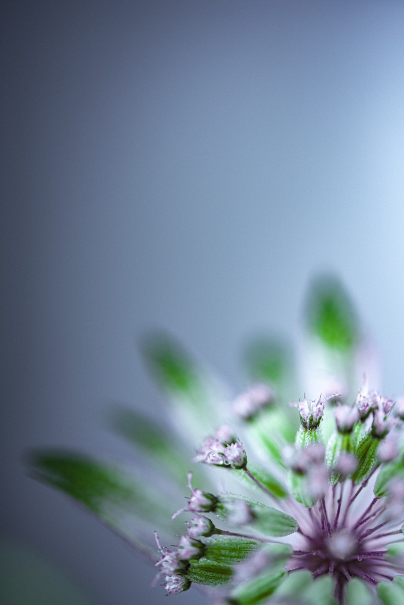 Variations Florales