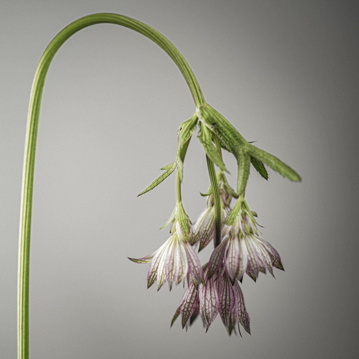 Variations Florales