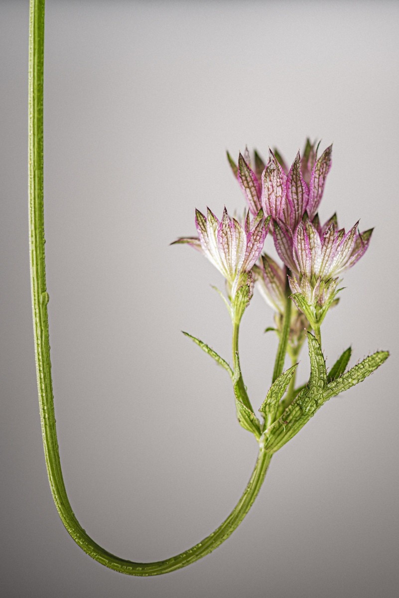 Variations Florales