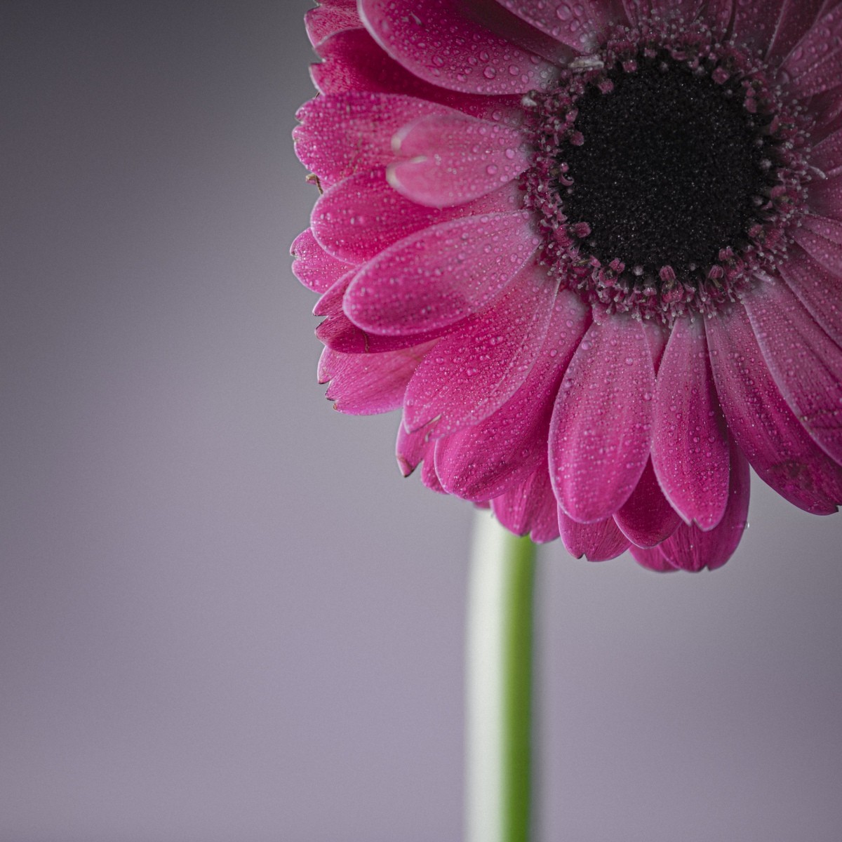 Variations Florales
