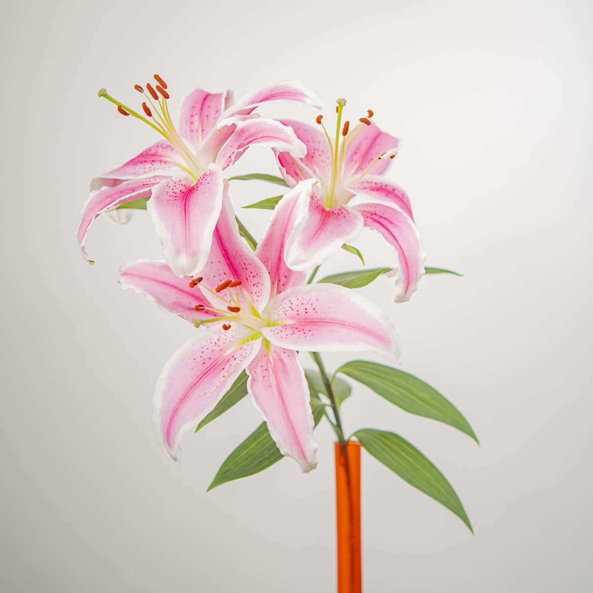 Variations Florales