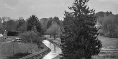 Paysage rural avec rivière et arbre imposant.