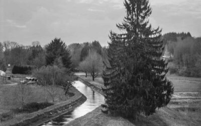 Paysage rural avec rivière et arbre imposant.