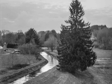 Paysage rural avec rivière et arbre imposant.