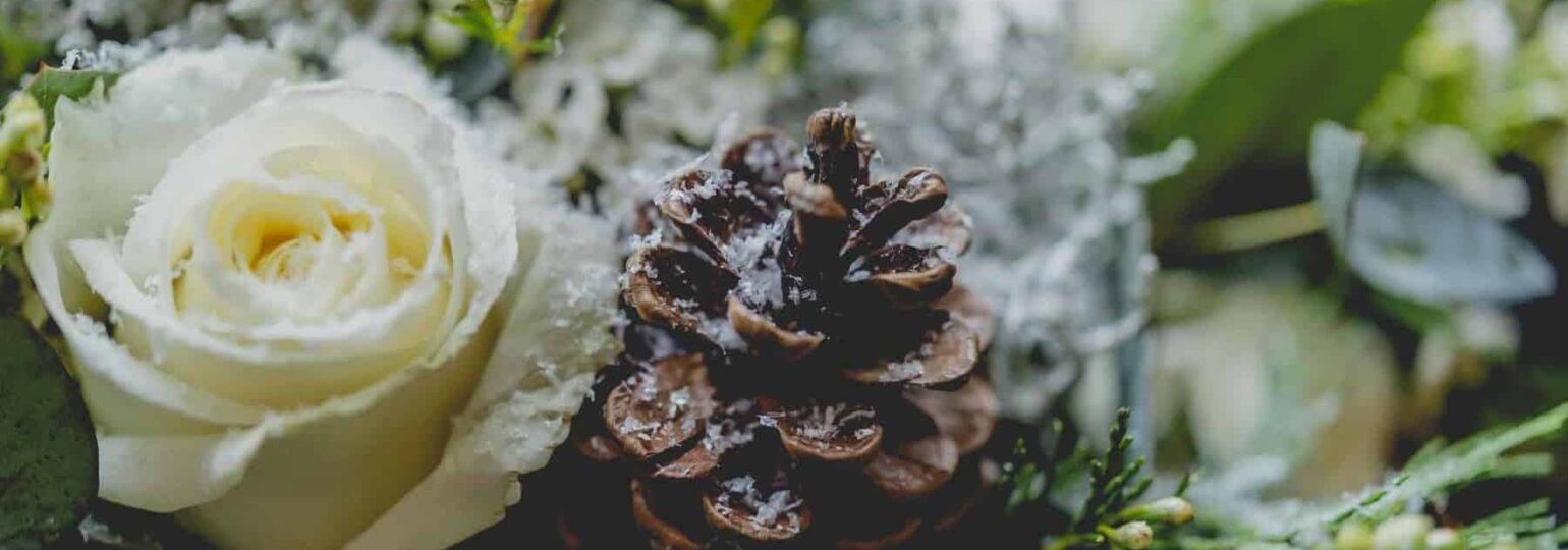 Rose blanche et pomme de pin enneigée